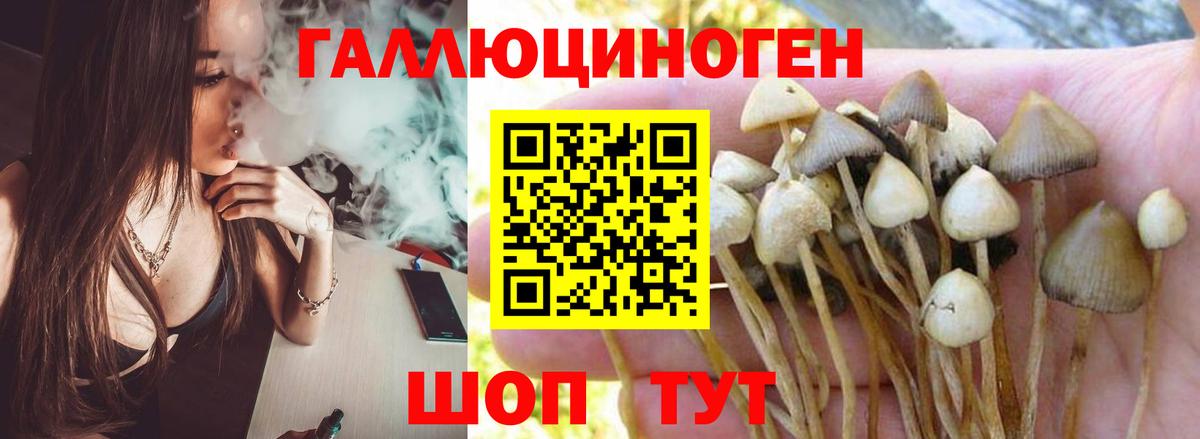 Галлюциногенные грибы Psilocybe Алатырь